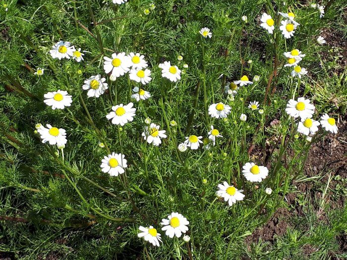 疲れたときは自然にかえる！天然のアロマでストレス解消