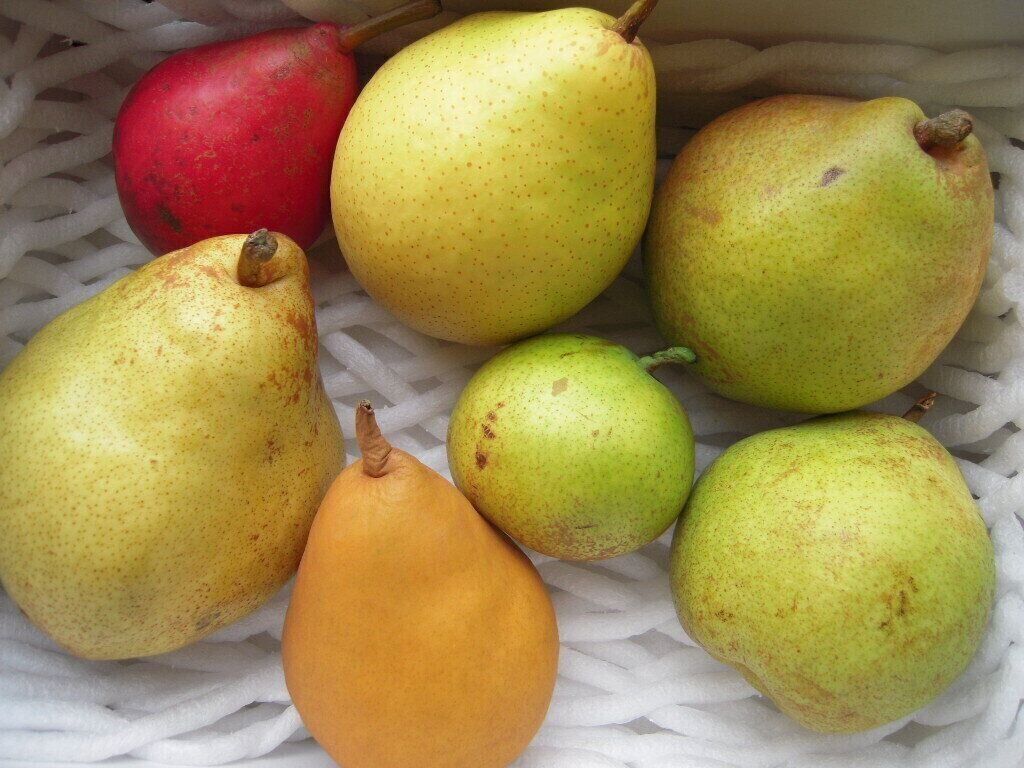 【旬食材】洋梨「農業女子の見極めポイント」レシピあり