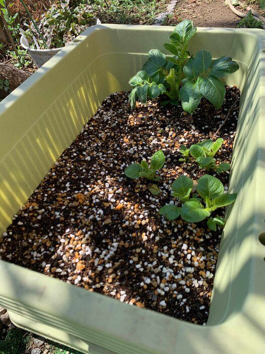 ママダイエットインストラクターである私が「国産」を選ぶ理由