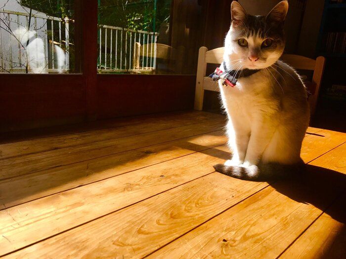 やっと見つけた！ペットにも自然療法の本