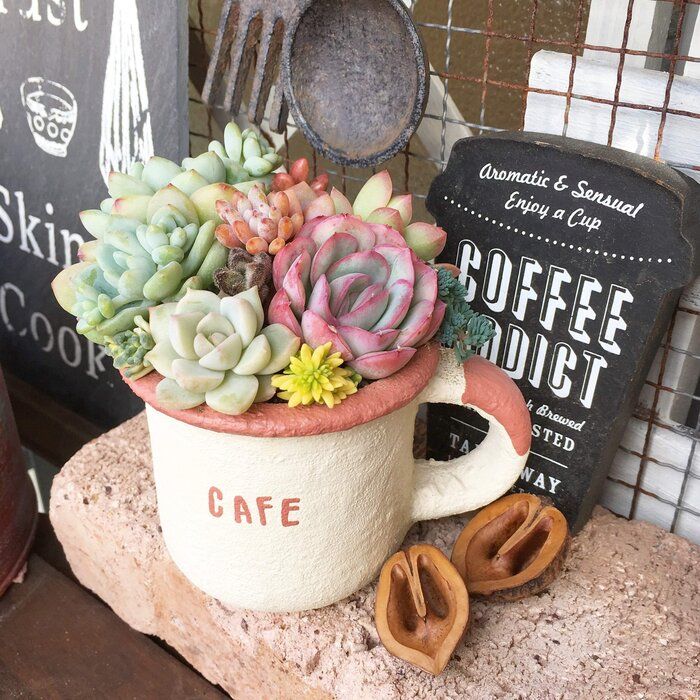 【多肉植物】初めての植え替え！初心者さんでも安心のタイミングと道具・手順まとめ