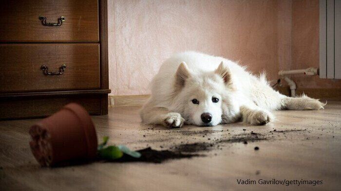 【ペットシーツ活用法】ペットにだけじゃもったいない！おすすめ使い方４選