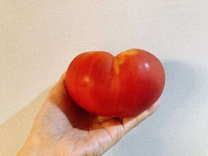 ヴィーガンは本当に正義なの？ズボラエコ主婦の考えを語ります