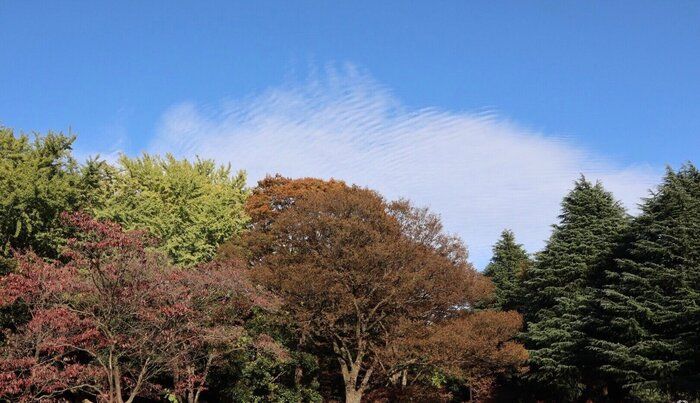 【癒し】都会のオアシス代々木公園で過ごす至福の休日