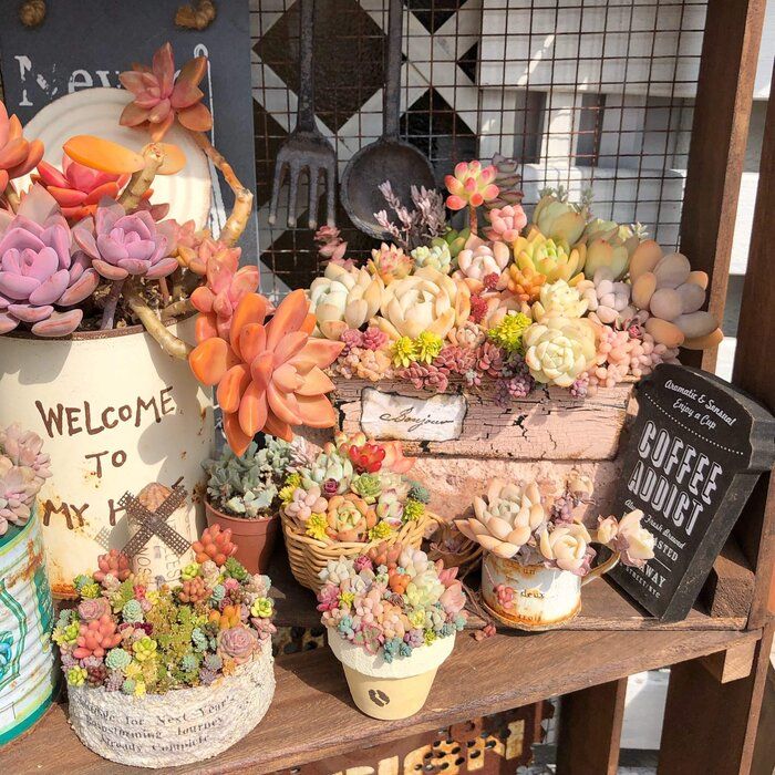 【多肉植物】実は春が本気！初心者さんが知っておきたい季節のリズムと春のケア