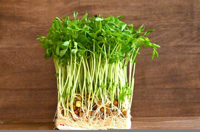 食費高騰の救世主！「豆苗」をもっと食卓に取り入れよう♪簡単レシピ3選