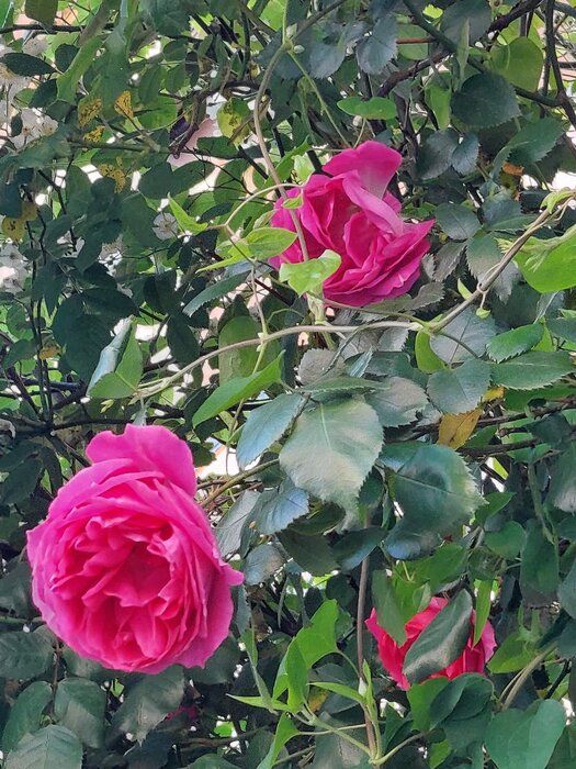 発達障がいの息子と心地よく暮らす