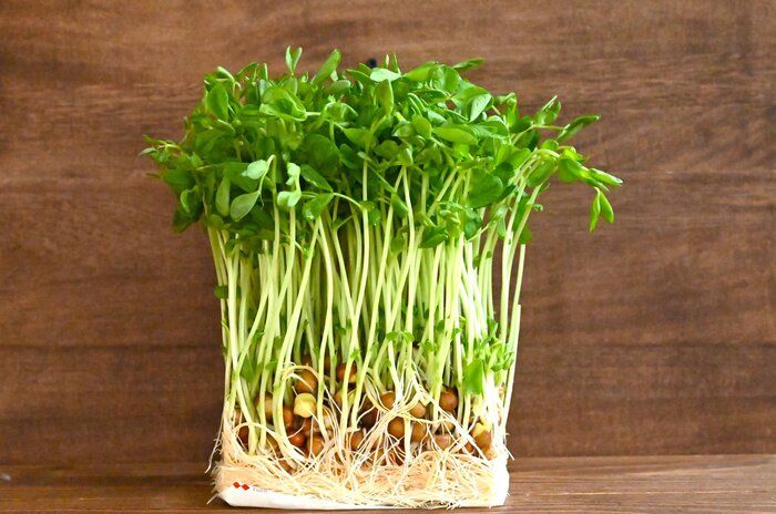 豆苗、根本から切ってない？水あげすぎてない？豆苗の正しい育て方＆簡単レシピ2選