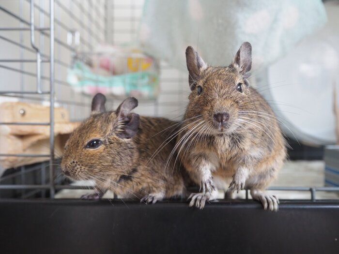 【ペット】小動物は本当に飼いやすい？お迎えする前に知って欲しい7つのこと