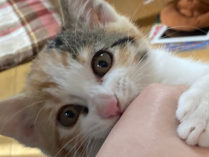 我が家のアイドル『三毛猫モカ』