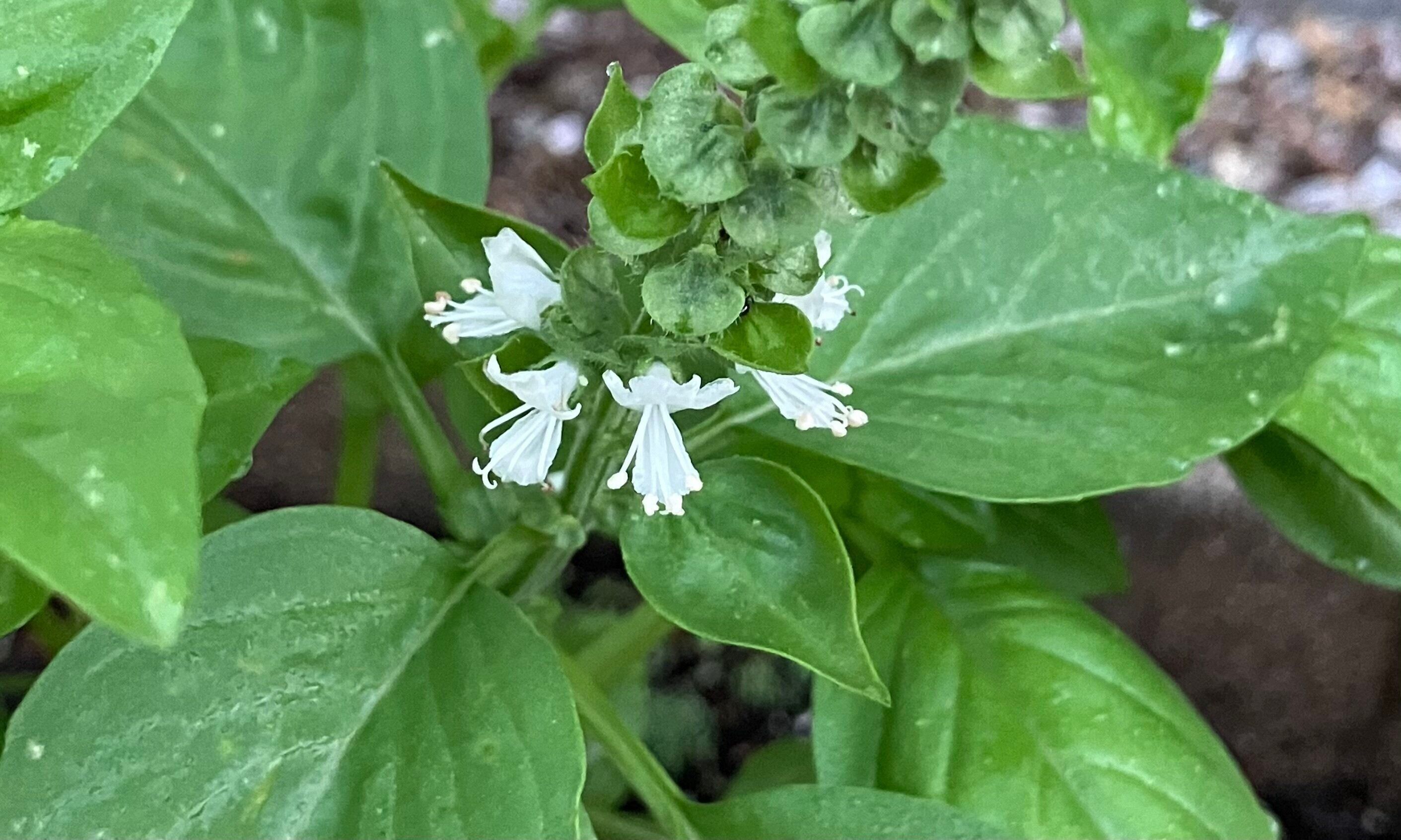 ガーデニング初心者が堆肥を使用して植物を育てるようになった変化について