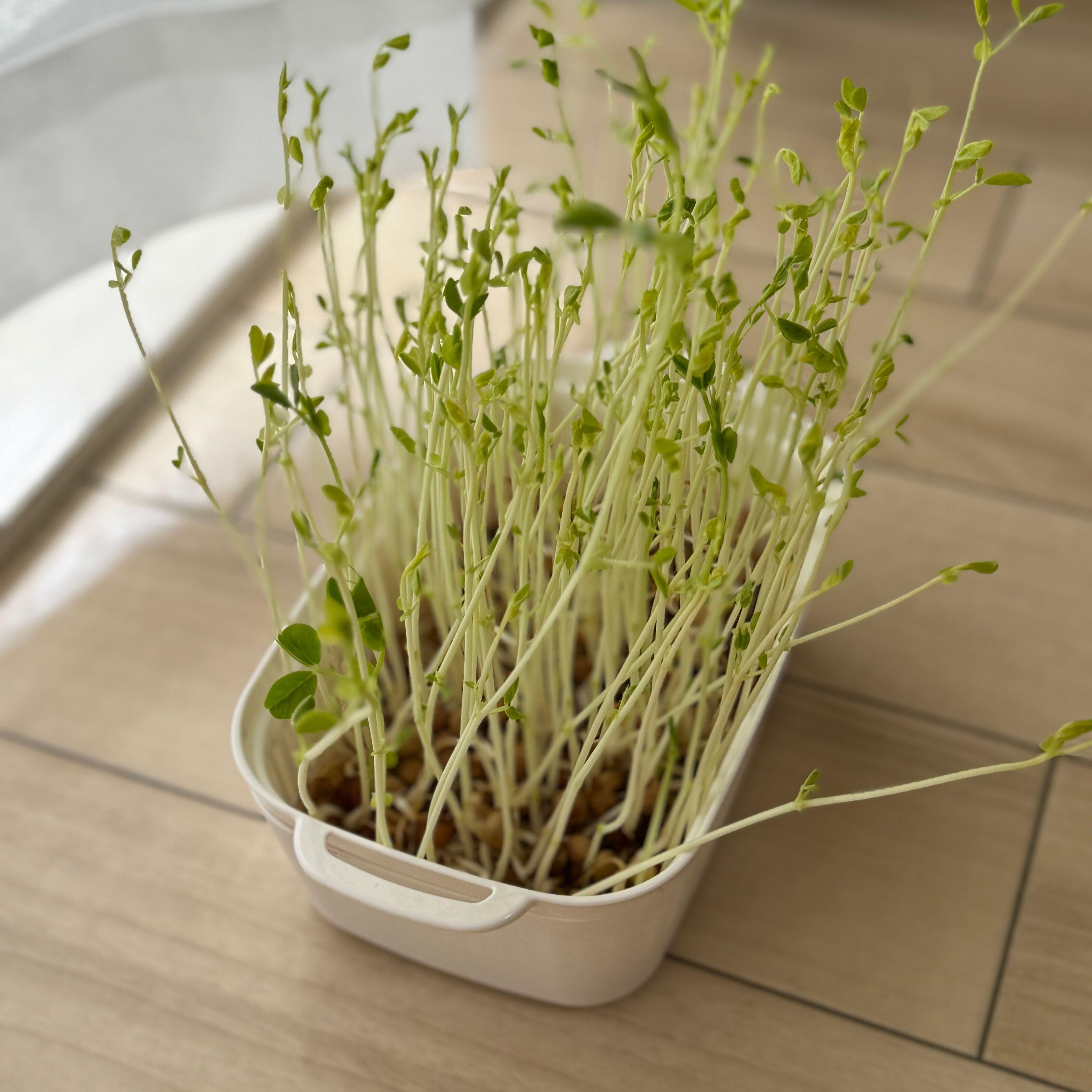 １００均の豆苗栽培容器で手軽にスプラウト栽培にトライしてみた