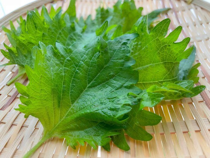 たったこれだけ！？大葉を2週間以上もみずみずしく保存できる方法教えます！