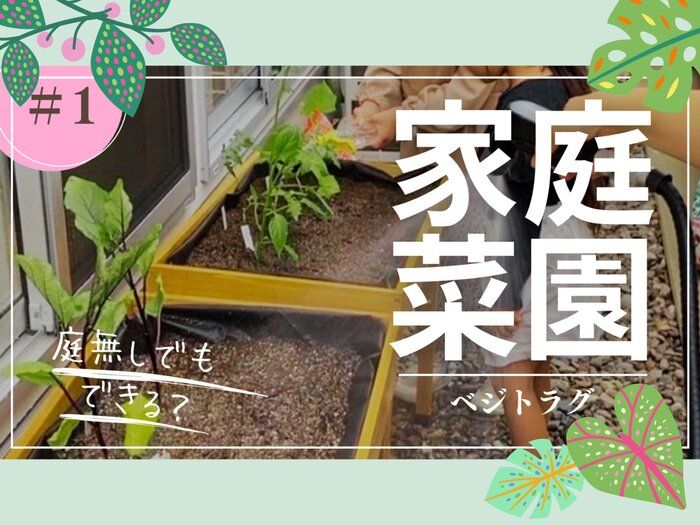 【ド素人の家庭菜園チャレンジ】畑・場所が無くてもできる？！完全素人が家庭菜園スタート！皆さんもやってみませんか？
