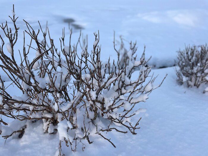 【雪国暮らし1年目】これってまさか「冬季うつ」なのかも…30代主婦が初めての冬を越して感じた不調