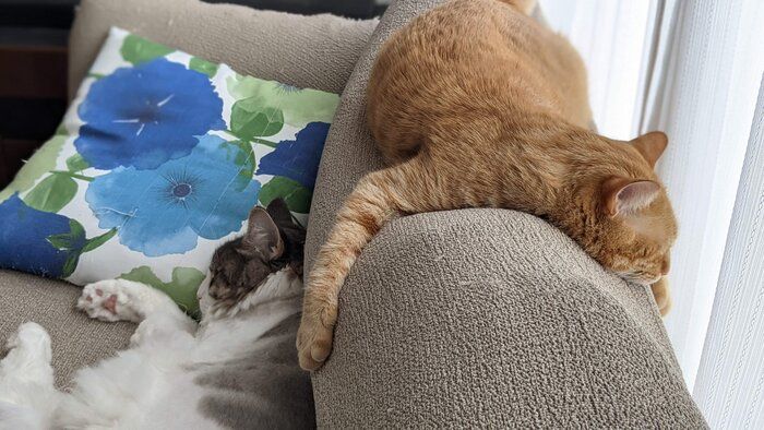 愛猫と暮らす家に採用してよかったもの【注文住宅】