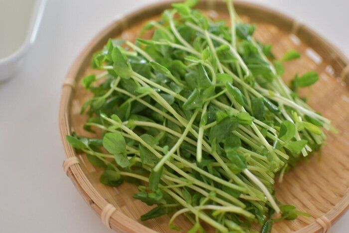 コスパもばっちりな家計の味方！管理栄養士が提案する【豆苗のある生活】