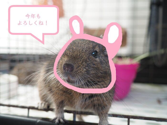 フリーランスとしてさらなる飛躍を目指し、5つの目標を立てました