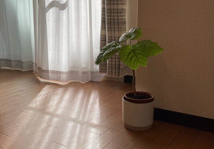 【自己紹介】地球に優しくエシカルに暮らす！ミニマリストのまりもです