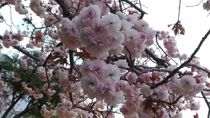 【コロナブルー対策】外出自粛中…でも出来る外遊びとは？