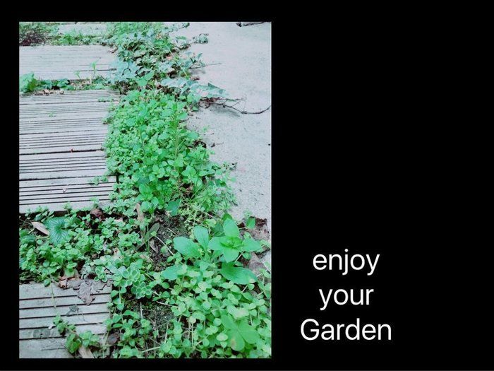 斬新！ズボラー必見！待つだけカンタン0円ガーデニング・びっくり鉢とは