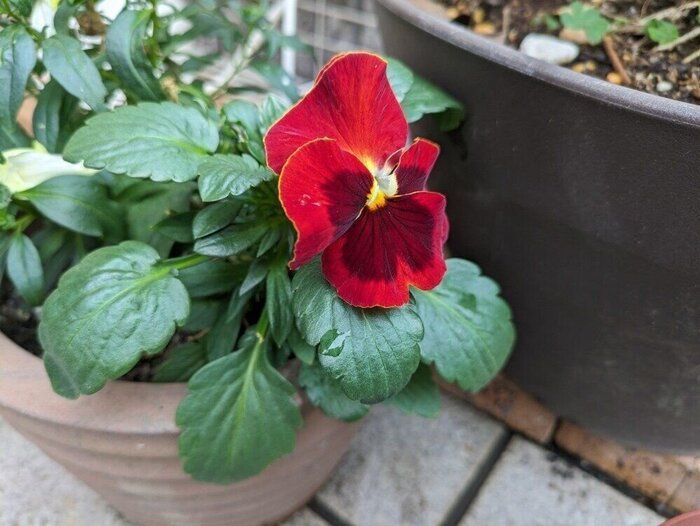 【日常】花を飾ろう６（ファイナル）