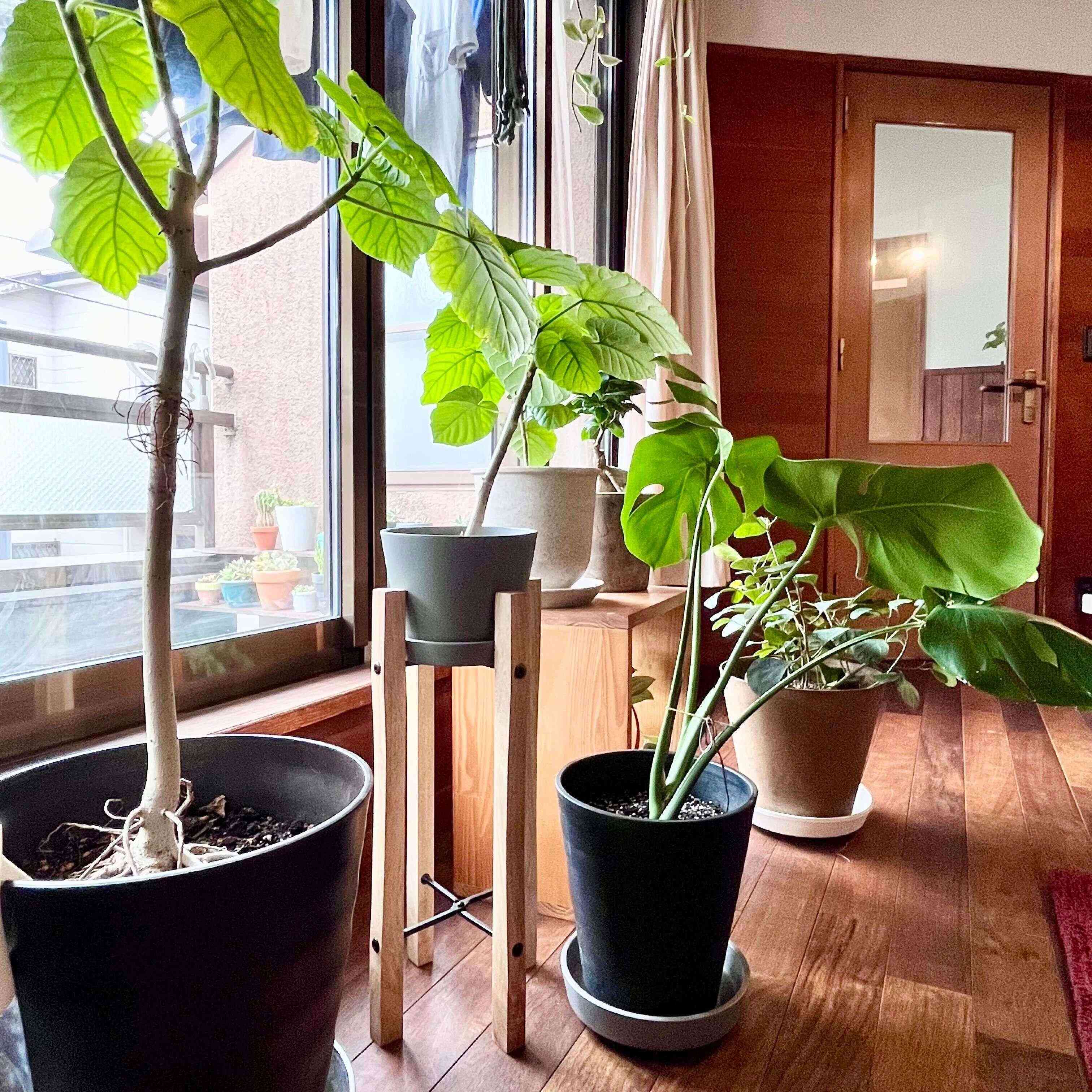 【インテリア】観葉植物のレイアウトはどう決める？