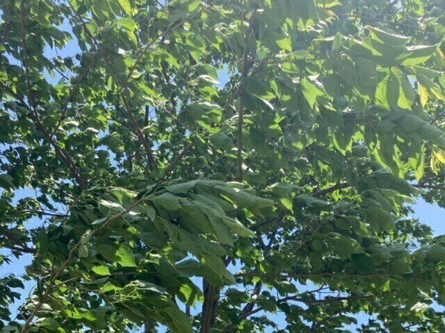 子どもを甘やかすのはダメ？いい甘えと悪いの違いとは