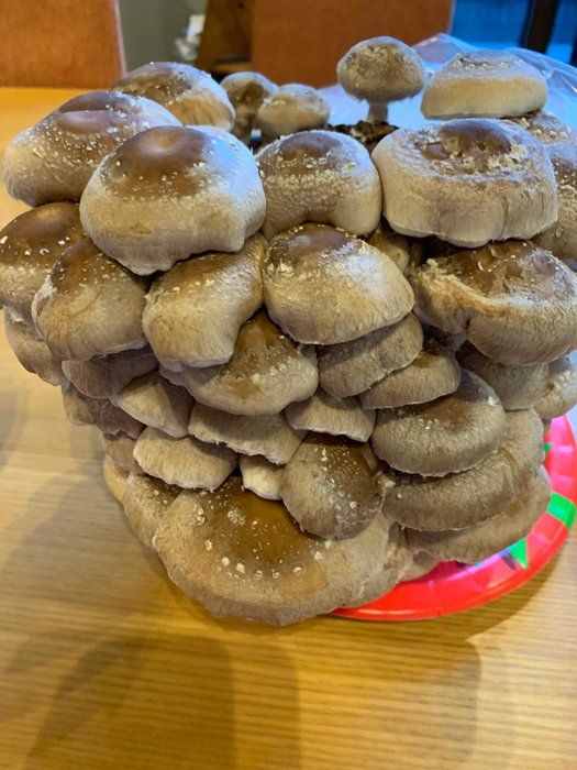 ママと家族の健康を守る「食農育」～サンキュ全農部！に参加します