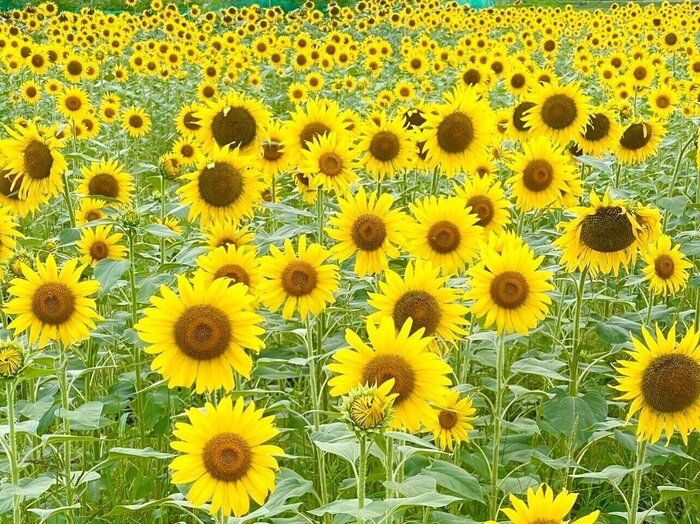 【子育て】勉強や運動が苦手！みんなと同じようにできない！うちの子不登校！それでも大丈夫です！