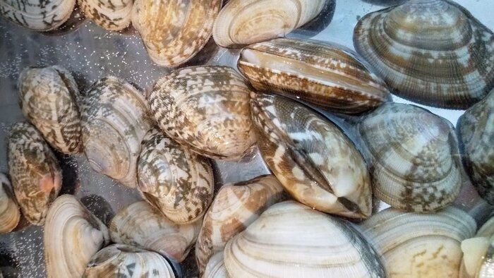 「あさり」があれば簡単！野菜がおいしく食べられる楽うまレシピをご紹介！