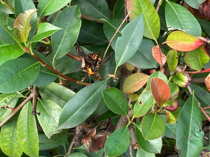 暖かくなってきたらGよりずっと怖いあの虫に注意！気をつけるポイントとは