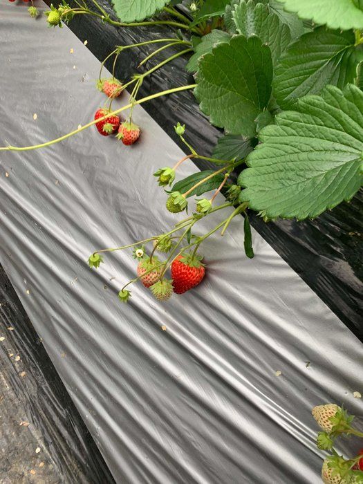 週末おでかけ、どこへ行く？