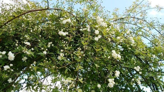 休校中の、わが家の過ごし方（２）