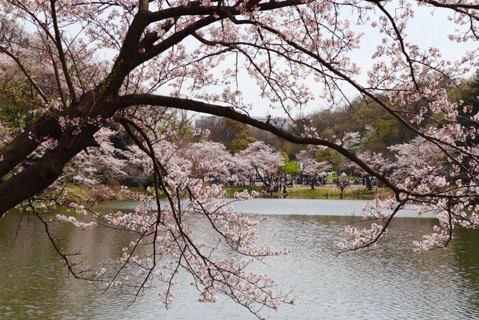 家族の健康を守るため日々奮闘中の看護師ワーママ「咲良」です。