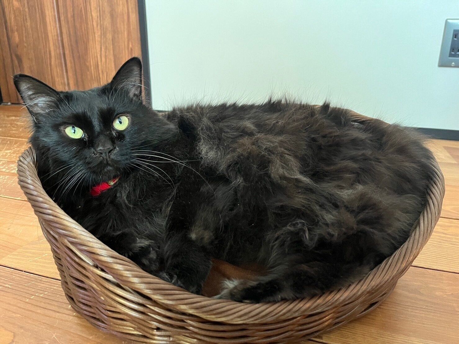 【ダイソー】550円のペットベッドで猫も人も幸せに！