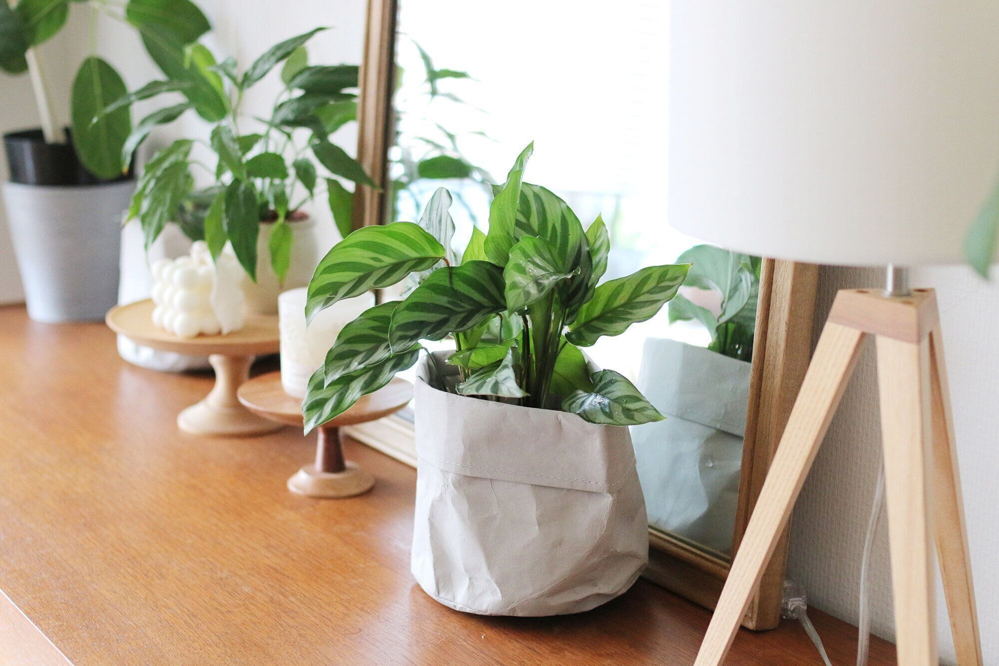 【観葉植物のある暮らし】いろんな植物と上手に暮らす方法