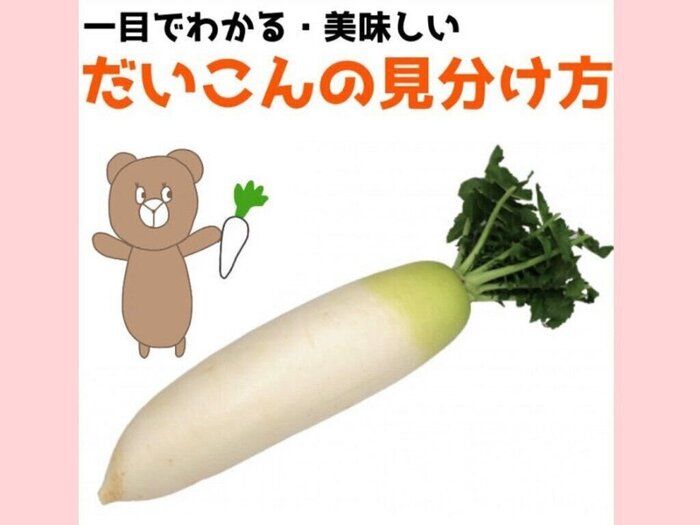 野菜のプロが教える、一目でわかる美味しいだいこんの見分け方