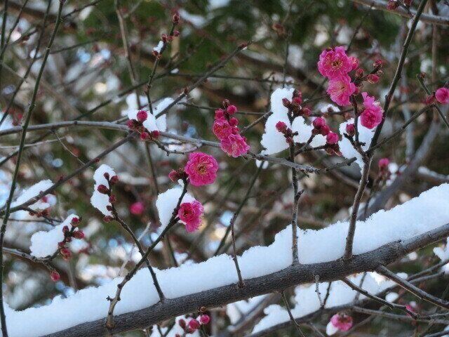 気づけば正月太りゼロ！1週間の生活を振り返ってみます