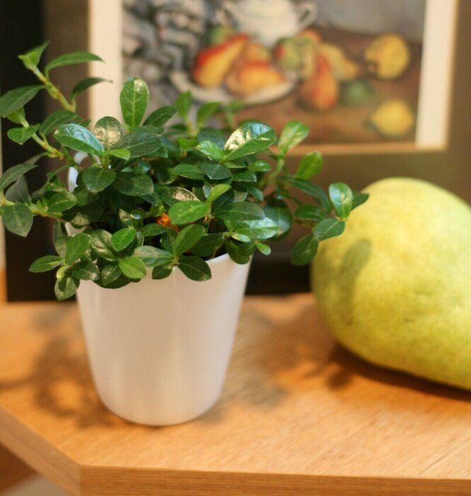 【無印良品】ホントにこれ一つで？！リラックス出来るお得でおしゃれな癒しの観葉植物は無印がおすすめ！