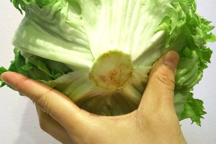 レタスは「 重い or 軽い 」どっちが美味しい？知らないと損するレタス選びのポイント