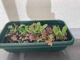 【キャンドゥ】ガーデニングが今まで以上にラクに楽しく！ドリンクボトルがアレにつかえる！？