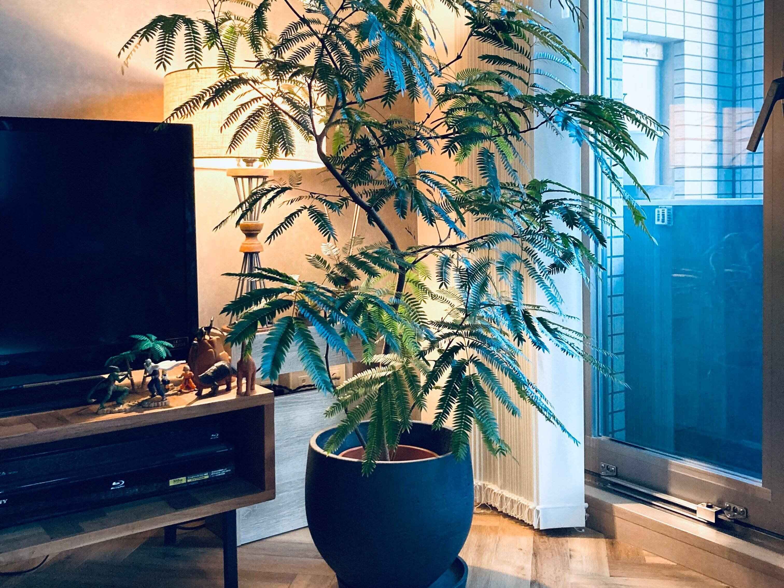 【観葉植物】もう枯らさない！最適な選び方で部屋の魅力を底上げしよう！