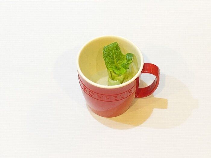 野菜は1度買って2度食べる!お財布にも地球にも優しい再生野菜とは?