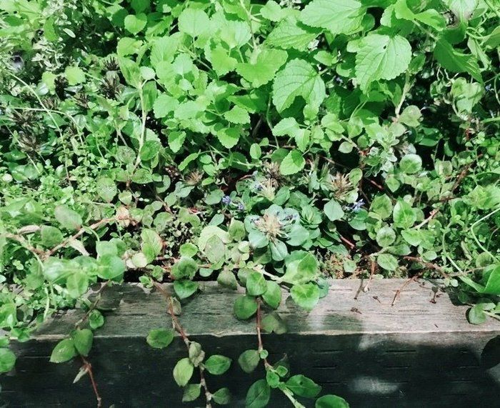 愛でる！食べる！癒す！庭＊ポタジェ＊をつくる