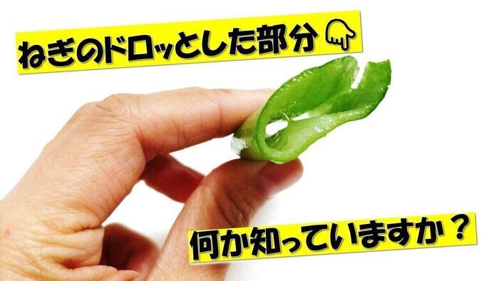 「ねぎのドロッとした部分」が出てきたら当たり⁉ねぎの栄養を丸ごとおいしく食べるポイントをご紹介！