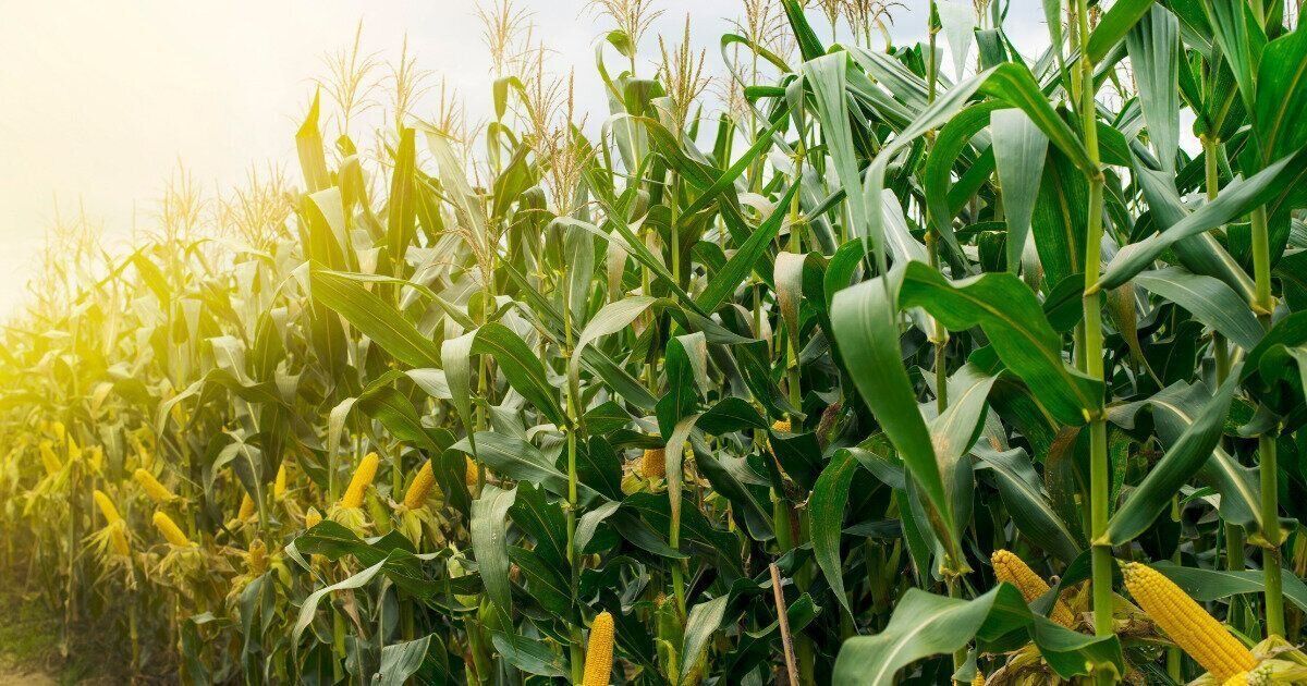 とうもろこしの捨てればゴミな部分で簡単薬膳茶