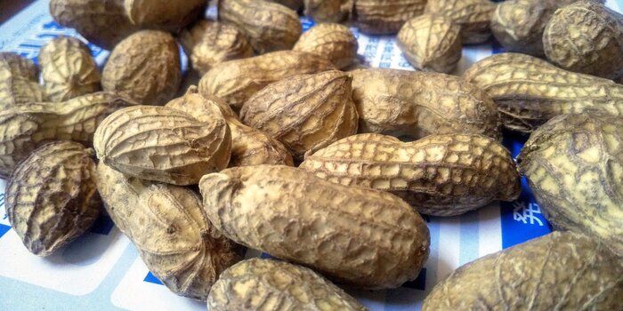 茹で落花生の美味しさがハンパない！今が旬の落花生の品種ごとの食べ方はコレ！