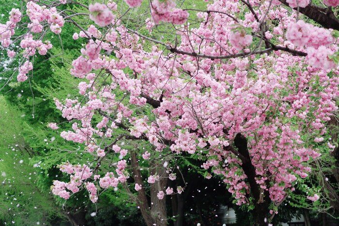 ソメイヨシノだけじゃない！遅咲きの桜を楽しもう！