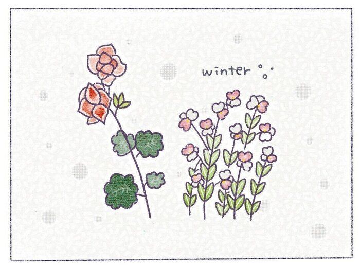 【ズボラさんにおすすめ】冬に育てやすい花5選